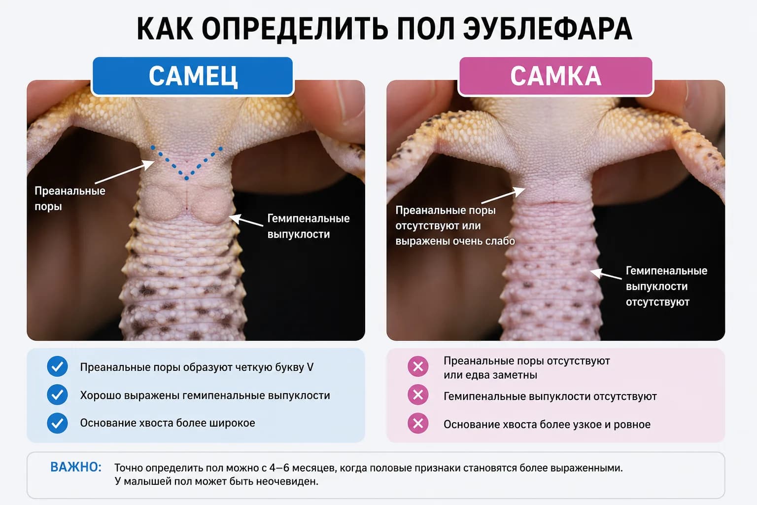 Как определить пол эублефара: отличия самца и самки